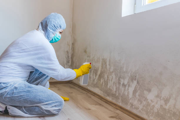 Licensed Black Mold Removal service in Westmont, NJ - WQB Mold Removal