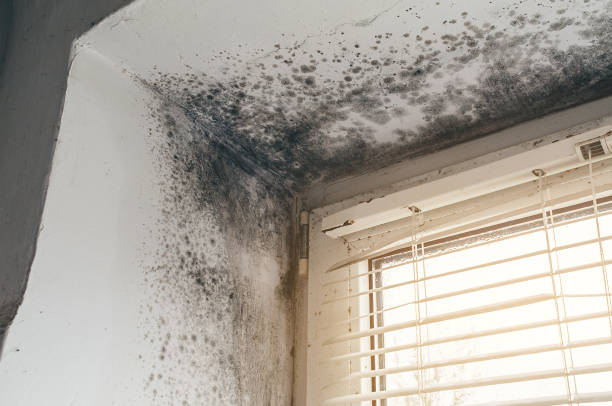 Affordable Black Mold Removal solutions in Westmont, NJ